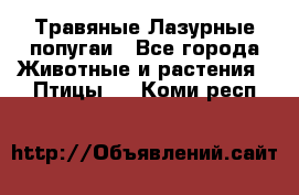 Травяные Лазурные попугаи - Все города Животные и растения » Птицы   . Коми респ.